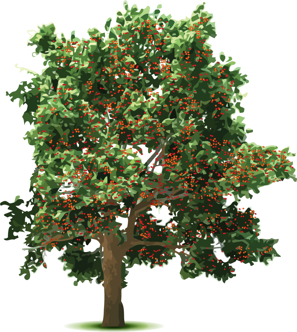 Cherryman's Cherry Growers - Tannen Png (945x1056), Png Download