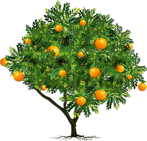We've Got Your Wish, Check Your Email For Exclusive - Orange Tree Png Transparent (1200x571), Png Download