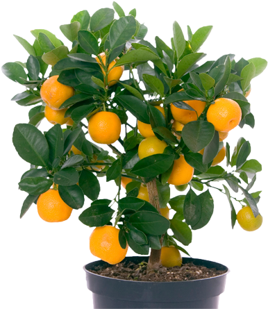Image Library Download Scapes Bokeelia Fl - Mango Fruit Tree Png (440x454), Png Download