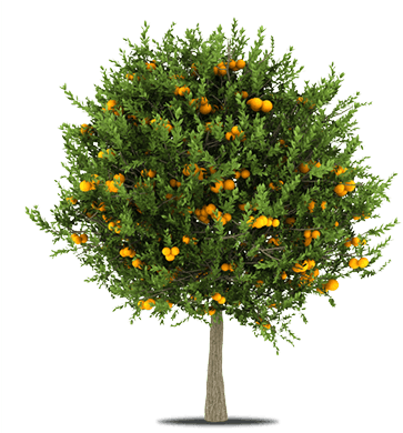 Taste The Sun - Cut Out Ftuit Tree (400x400), Png Download