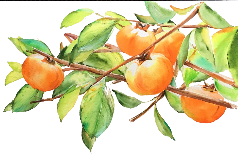 Japanese Persimmon Fruit Drawing - Persimmon (819x582), Png Download