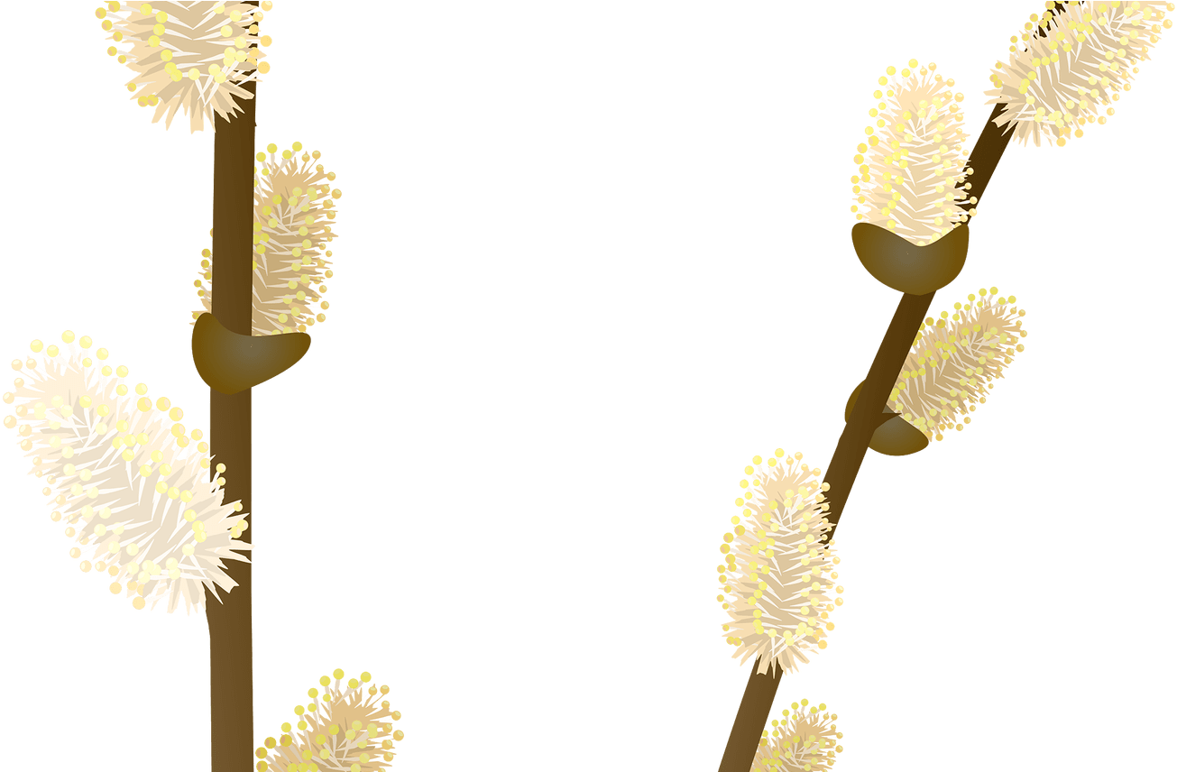 Willow Tree Branch Transparent Png Clip Art Image Gallery - Willow (1368x855), Png Download