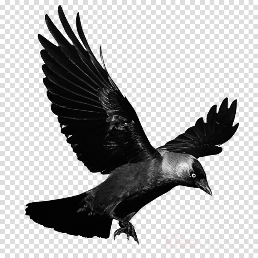 Crow Png Transparent Clipart Clip Art (900x900), Png Download