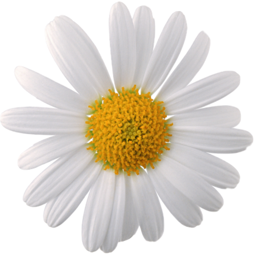 Daisy Flower White Yellow Cute Tumblr Overlay Californi (1024x1024), Png Download