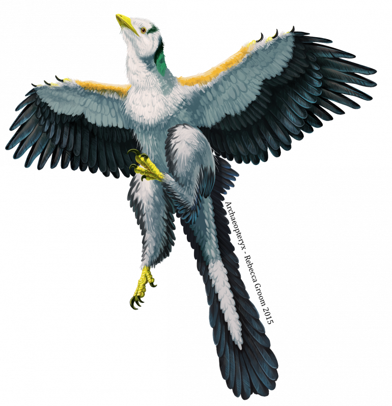 Archaeopteryx-small (770x799), Png Download