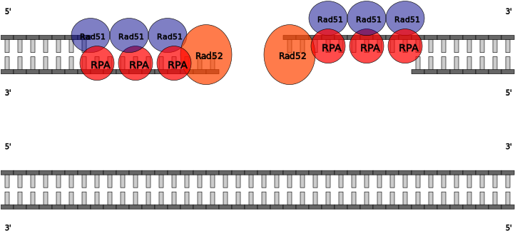 Nucleoprotein Filaments Interaction With Intact Helix (756x600), Png Download