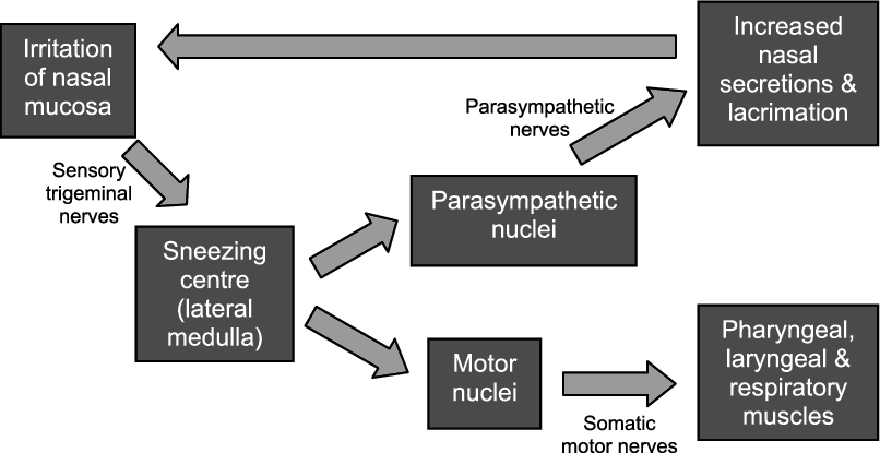 Neuronal Pathways In The Normal Sneeze Reflex (806x415), Png Download
