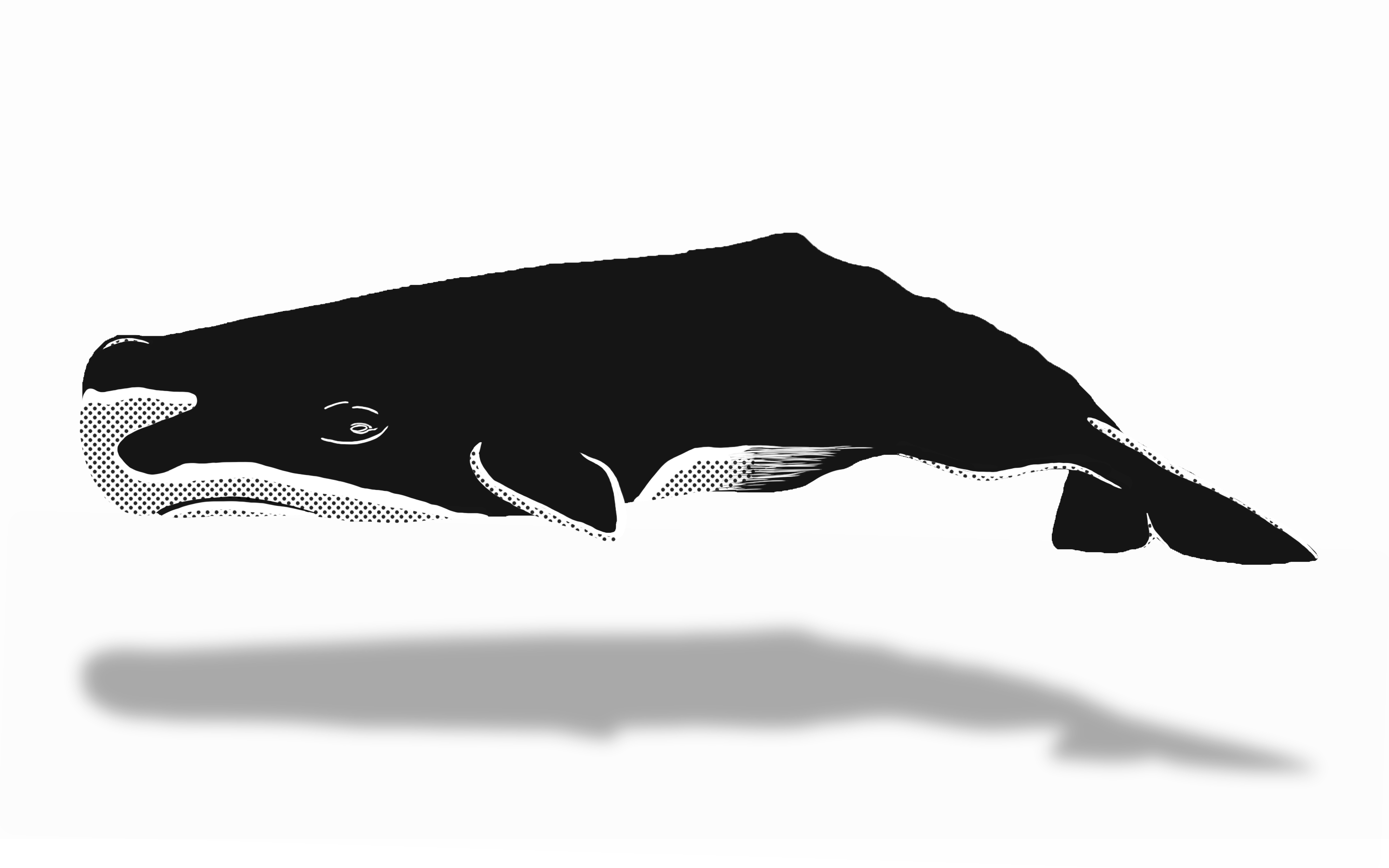 Whaletrips Norway The Best Tips For Whale Watching (1024x640), Png Download