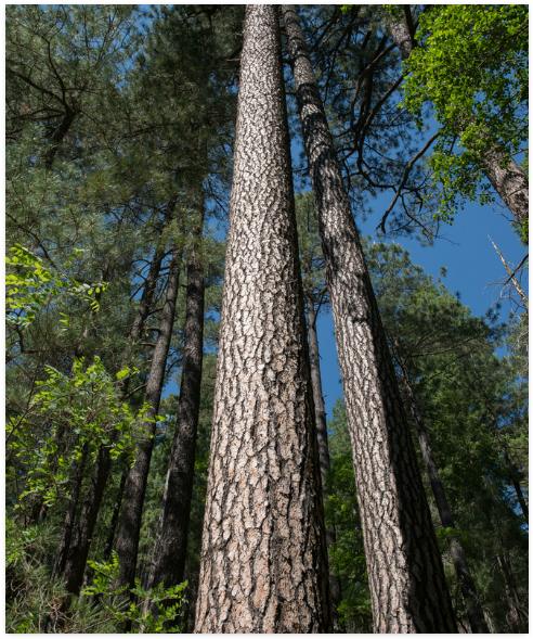 Tall Pine Trees Mt Lemmon Arizona Poster (800x800), Png Download