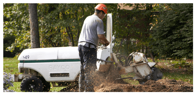 Man Removing Tree Stump Using Stump Grinder - Weeping Willow Tree Services (970x356), Png Download