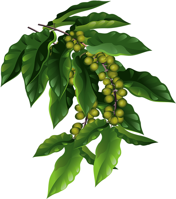 The Fruits Are Small Green Berries That Will Eventually - Tree Coffee Png (600x681), Png Download