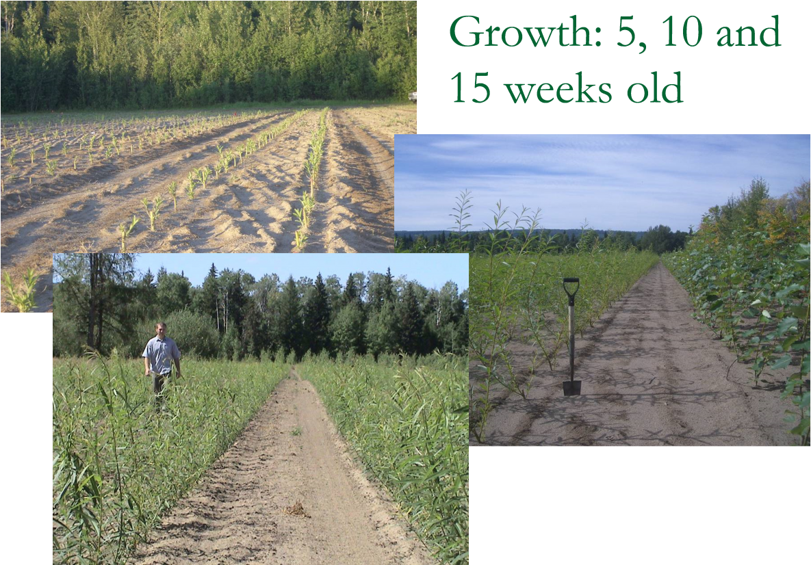 By Week 10 The Plant Will Be 30-70cm Tall And By Week - Field (1200x843), Png Download