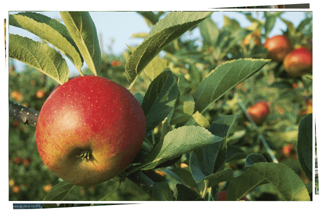 Fruit Trees - Producer An Organism That Makes Its Own Food (970x437), Png Download