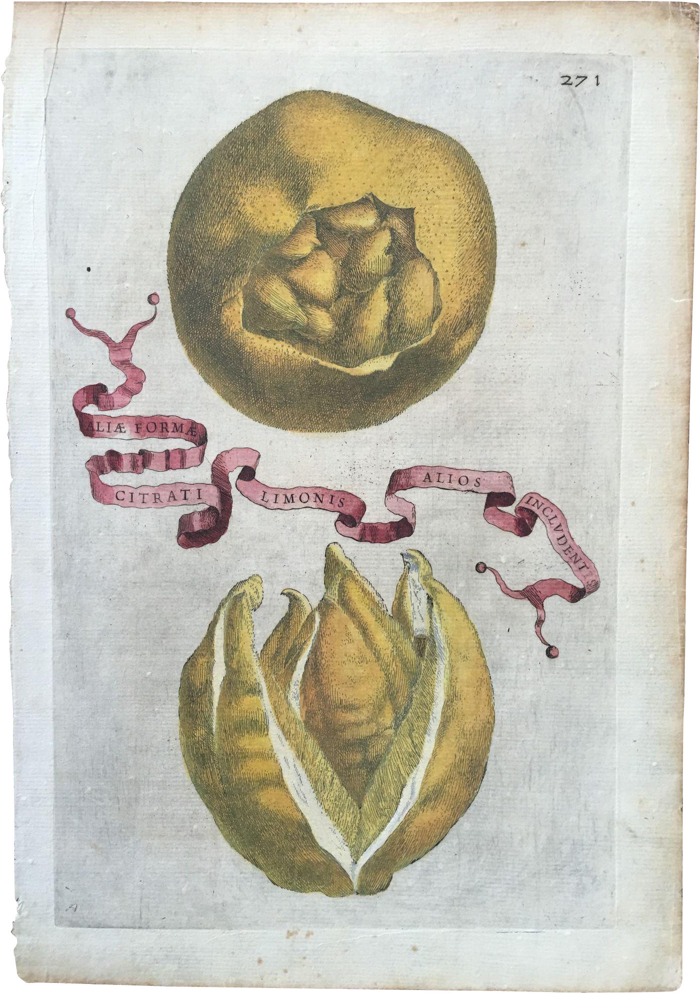 Antique 1646 Ferrari Botanical Lemon Citrus Engraving - Poster (1973x1973), Png Download
