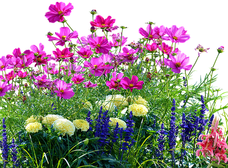 Hearts Like Wildflowers - Grass With Flower Png (459x340), Png Download