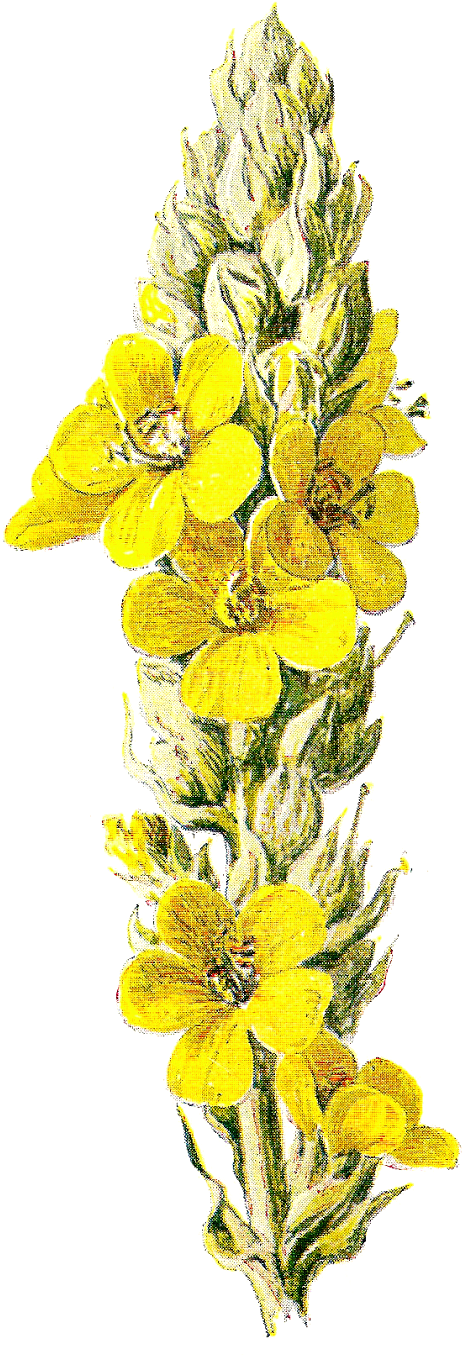 Yellow Flower Clipart Wild Flower - Clipart Wildflowers Yellow Png (790x1600), Png Download