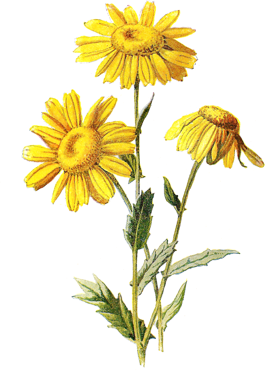 Wild Flower Clipart (1145x1600), Png Download