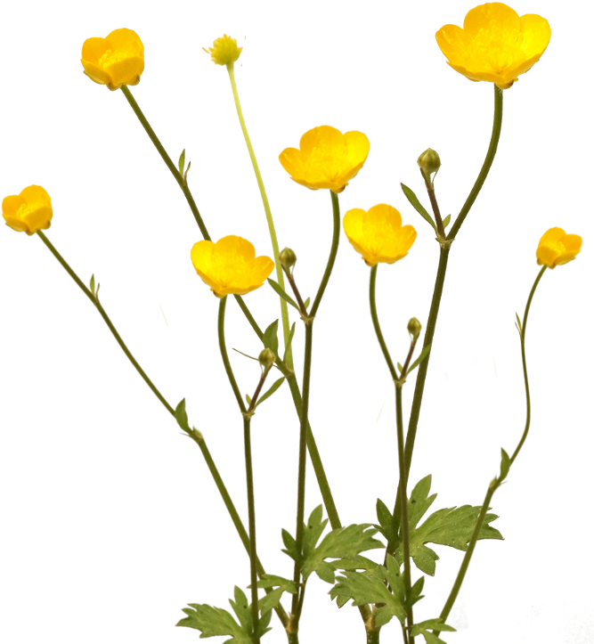 Professional Tools Buttercup Flower Png Full Size Png Download Seekpng
