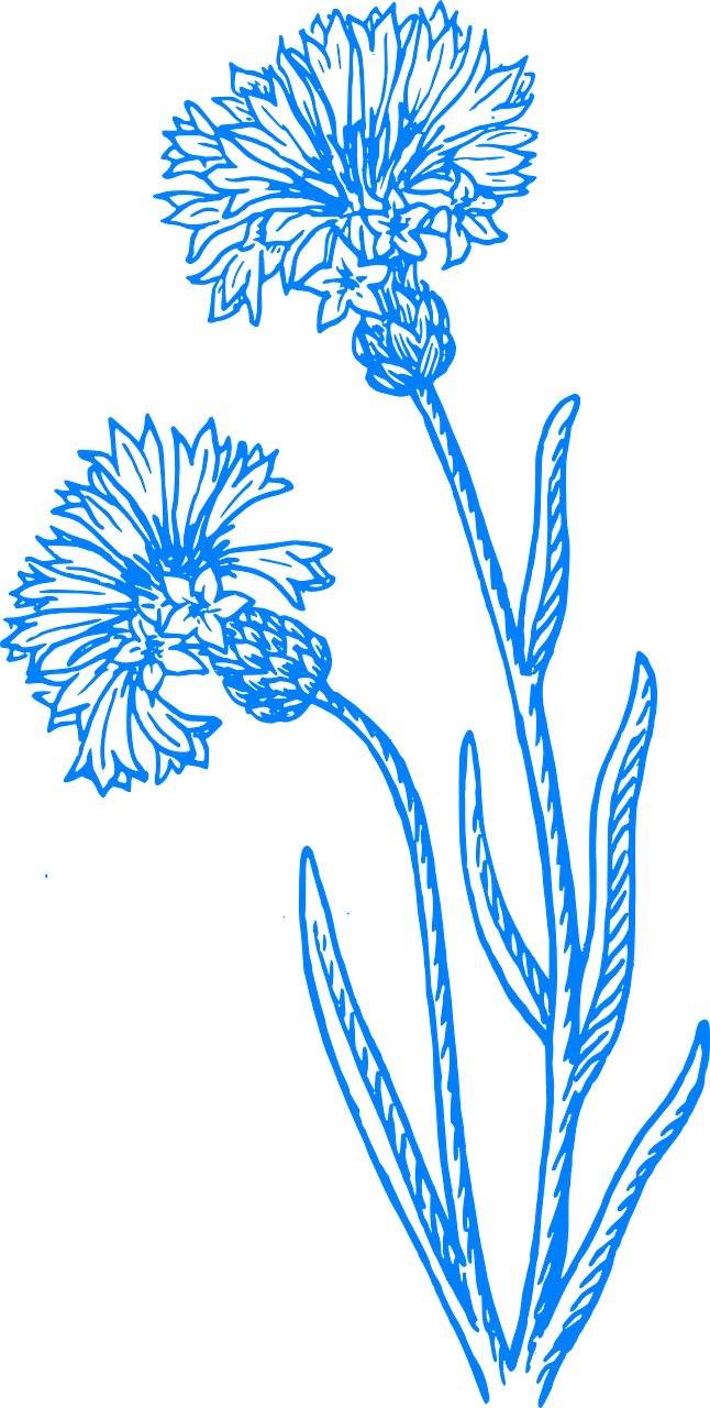 Wildflowers Drawing - Stencils - Bachelor Button Flower Drawing (646x1280), Png Download