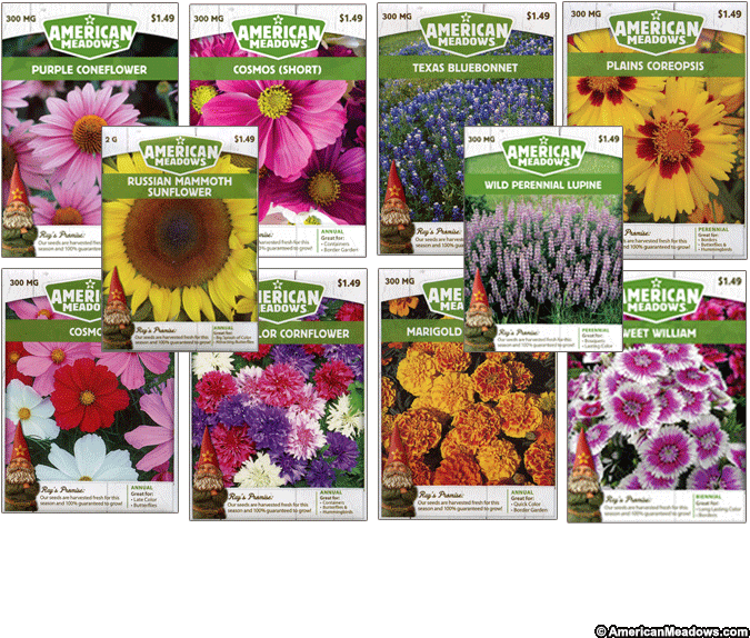 Welcome To Wildflowers Collection - African Daisy (700x700), Png Download