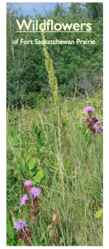 Screen Shot 2013 05 06 At - Grass (500x500), Png Download