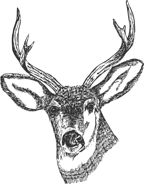 17 Best Images About Kota Rusa - Deer Head Png (500x640), Png Download