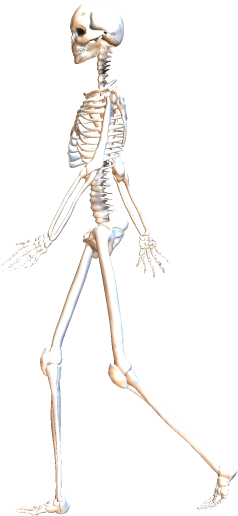 Skeleton Walking 5 - Skeleton (357x571), Png Download