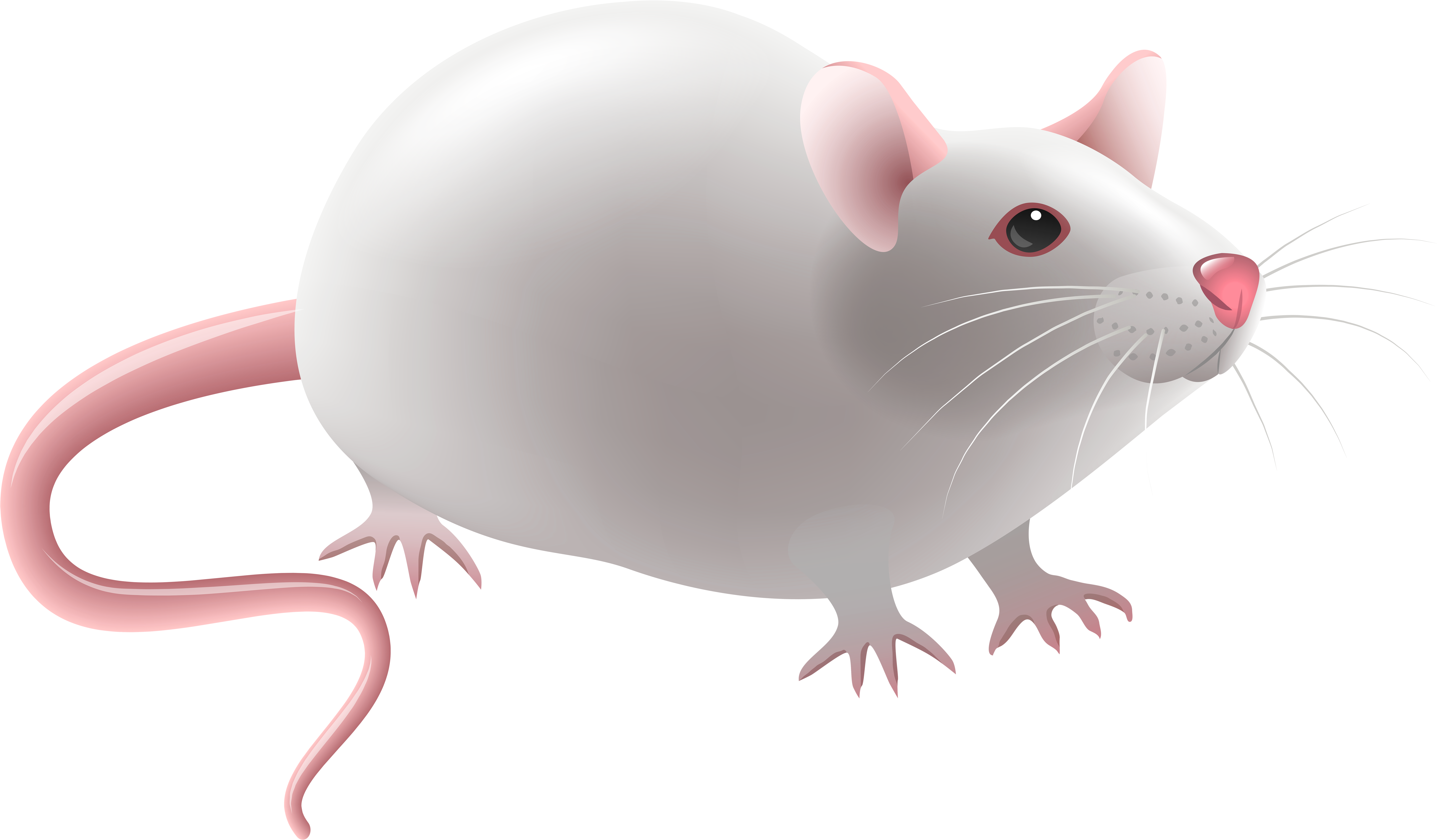 Mouse Png Clip Art - Clip Art Mouse Png (500x297), Png Download