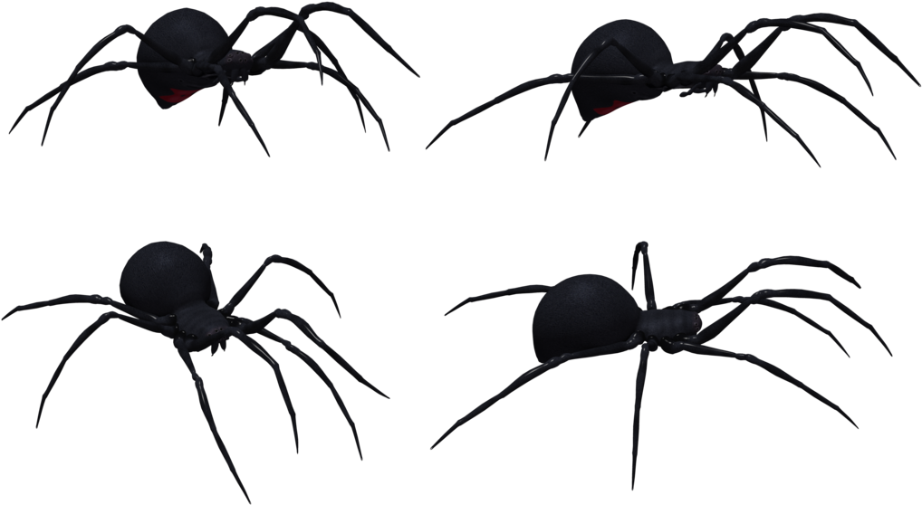 Black Widow Spider Set 03 By Free Stock By Wayne On - Black Widow Spider Profile (1024x645), Png Download