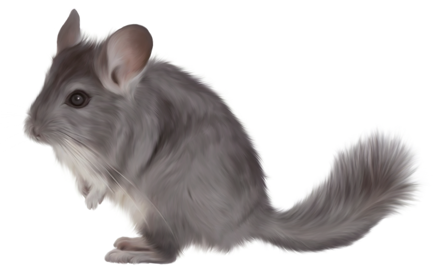 Chinchilla Png (1418x887), Png Download