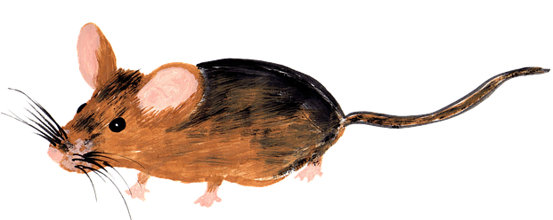 On - Muis (640x279), Png Download