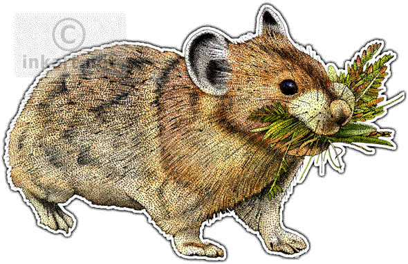 American Pika Decal - American Pika Stainless Steel Travel Mug (590x381), Png Download