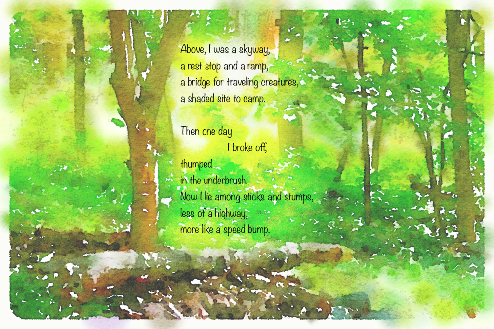 Tree Limb - Birch (1000x667), Png Download