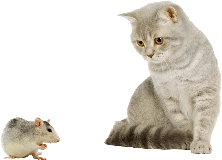 Cat And Mouse Transparent Background - Transparent Background Cat Png (751x555), Png Download