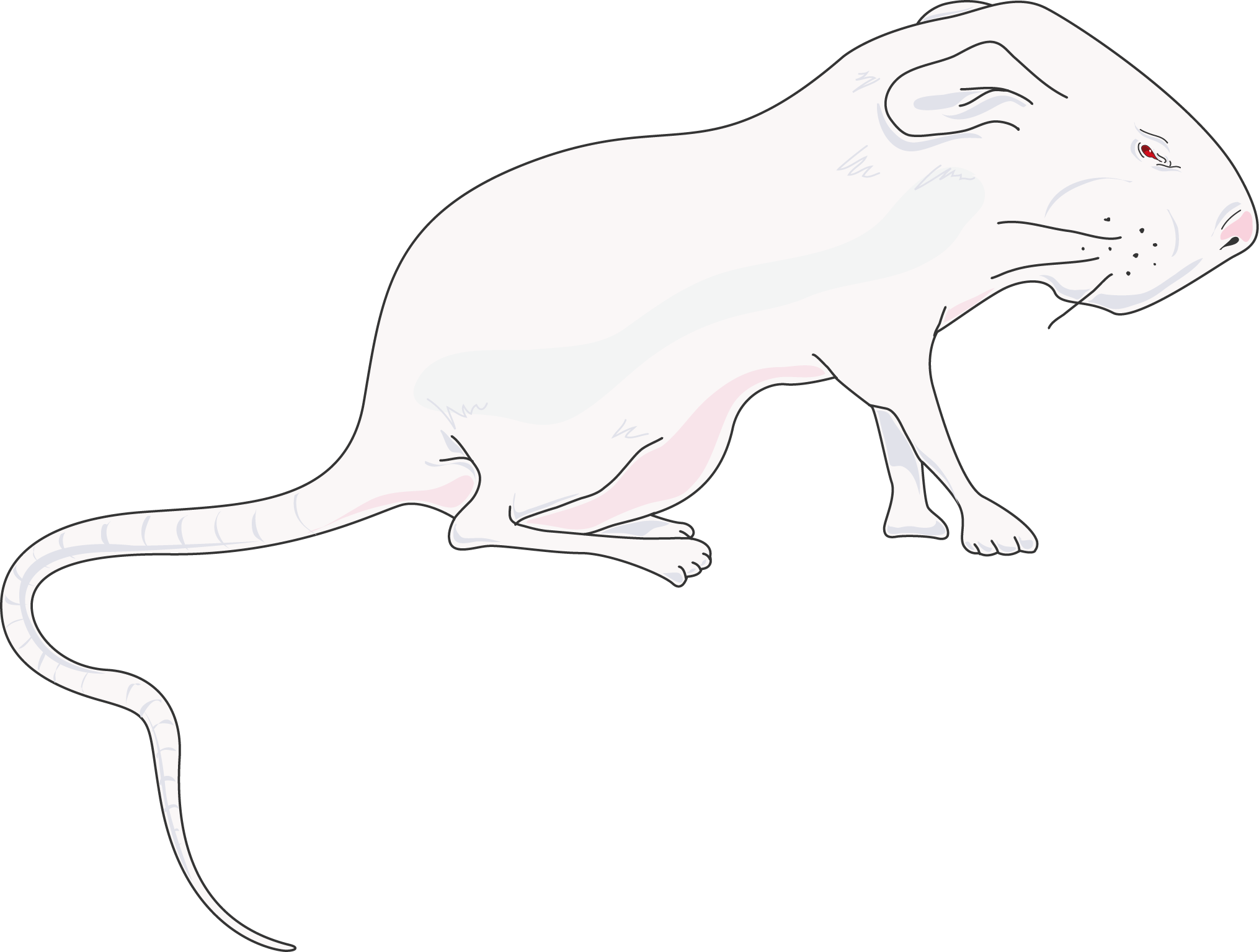 Animals - Rat (2030x1535), Png Download