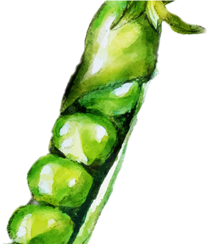 Peas Watercolor (480x480), Png Download
