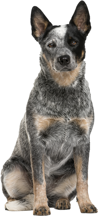 Australian Cattle Dog Pricing (600x749), Png Download