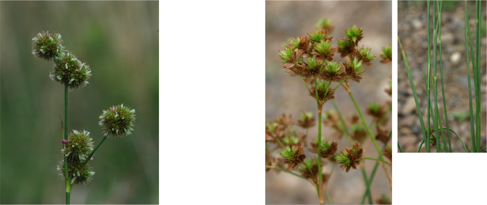 Back To Galleryitem 22 Of 68« Previous (1706x717), Png Download