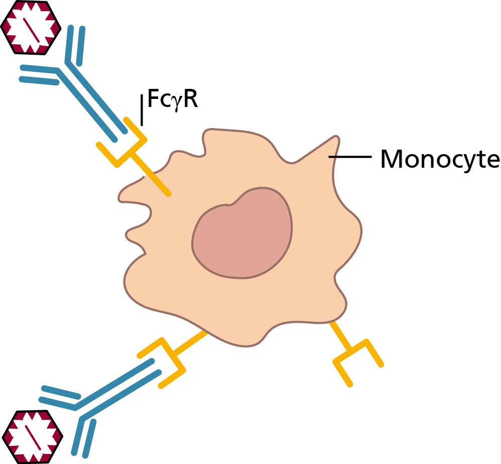 06 Pm 821 Clinical Manifestation (998x924), Png Download