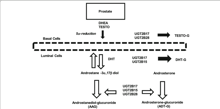 Thick Black Arrows Indicate Irreversible Production (850x424), Png Download