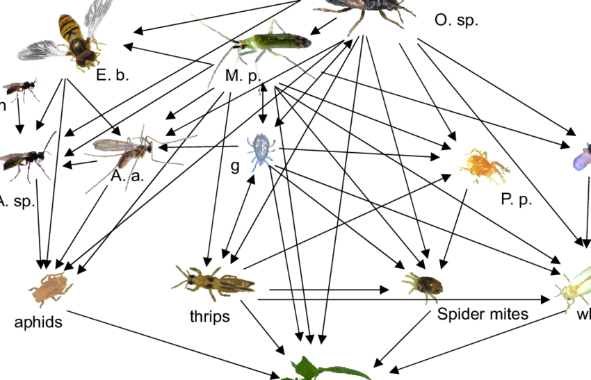 A Food Web Of Pest Species And Their Most Commonly (850x547), Png Download
