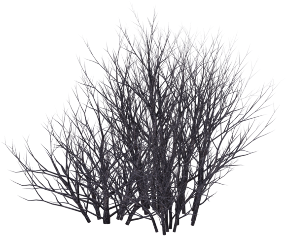 Winter Bush 08 By Wolverine04 (800x499), Png Download