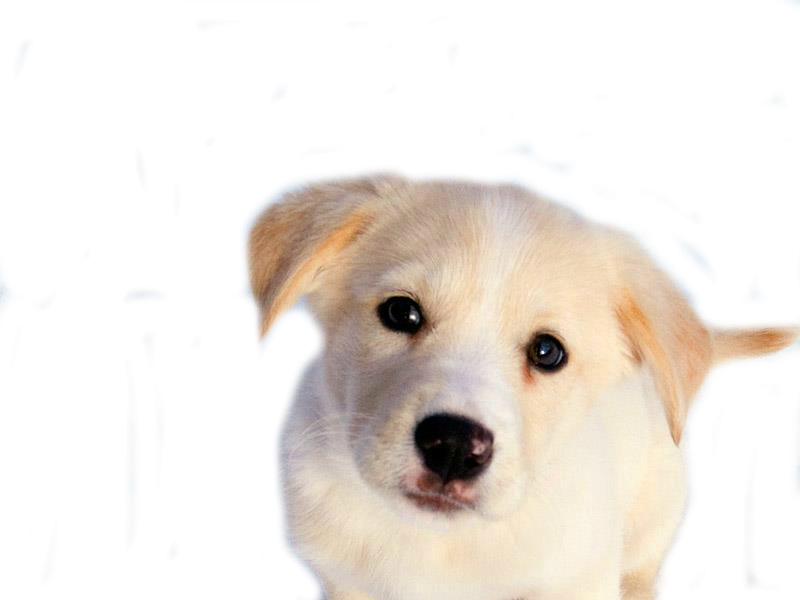 Perrito Png (800x600), Png Download