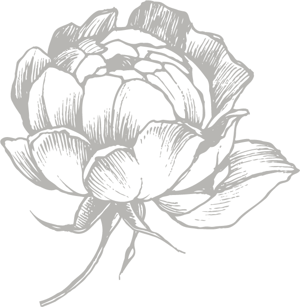 Rose Illustration Png (611x625), Png Download