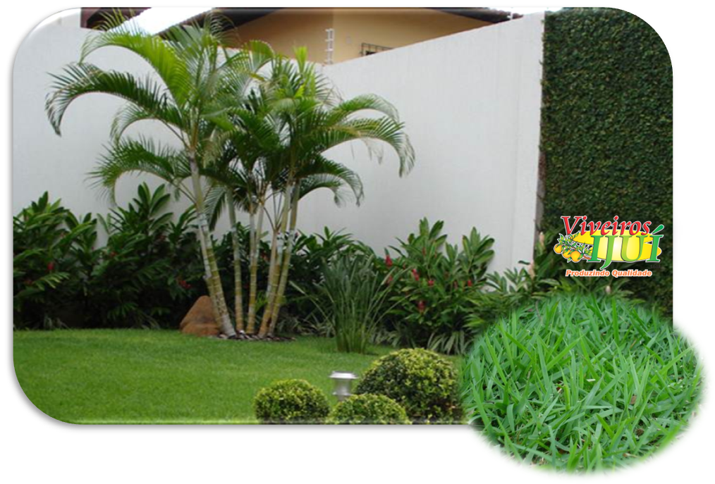 A Grama Esmeralda Possui Folhas Estreitas E Médias, (1014x687), Png Download