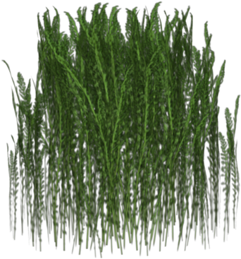 Зеленая Трава, Зеленое Растение, Green Grass (600x600), Png Download