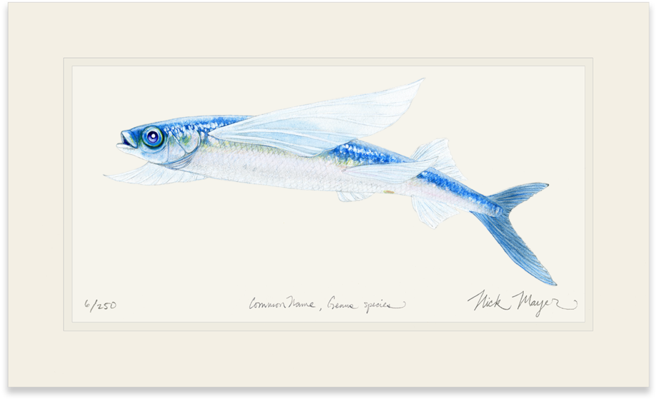 California Flying Fish (1023x664), Png Download