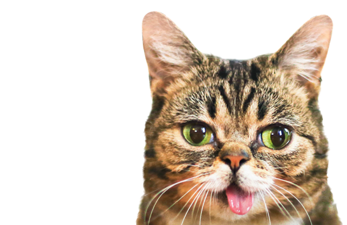 Tickets For Lil Bub Meet And Greet & Catcon Package (850x450), Png Download
