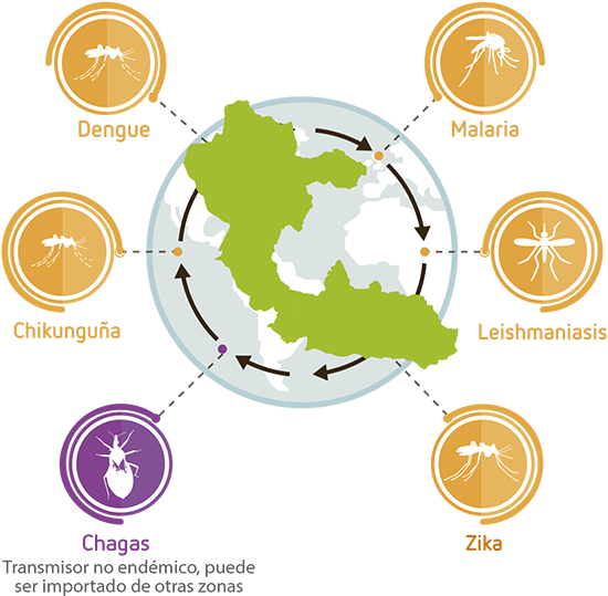 Porque La Transmisión Primaria De Estas Arbovirosis (600x564), Png Download