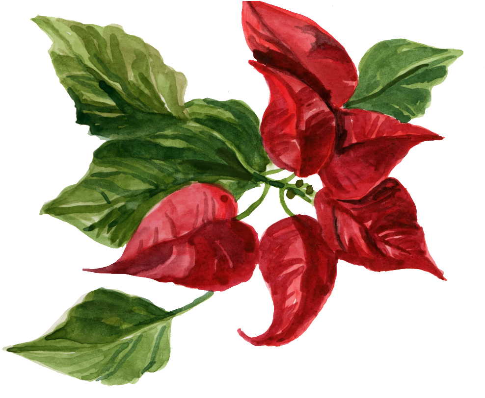 Este Gráficos Es Transparente Png Ornamental Para La (1024x849), Png Download